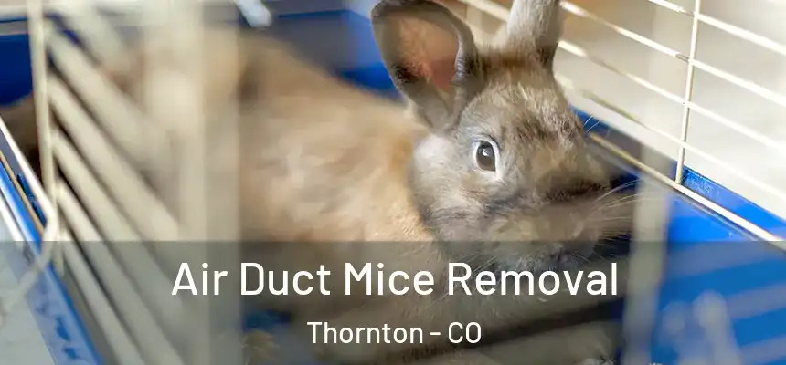 Air Duct Mice Removal Thornton - CO